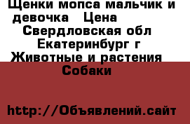 Щенки мопса,мальчик и девочка › Цена ­ 12 000 - Свердловская обл., Екатеринбург г. Животные и растения » Собаки   